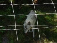 image of timber_wolf