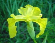 image of yellow_iris #27
