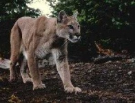 image of cougar_body
