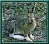 image of hare