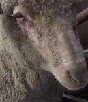 image of animal
