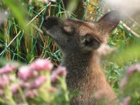 image of wallaby
