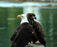 image of bald_eagle