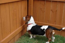 image of basset_hound #14