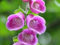 image of flower