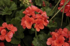 image of geranium #4