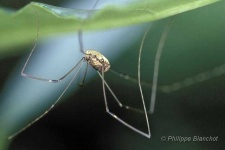 image of harvestman