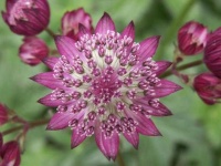 image of flower