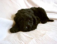 image of briard
