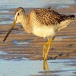image of bird
