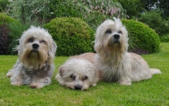 image of dandie_dinmont