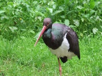 image of black_stork