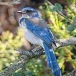 image of bird