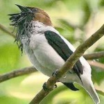 image of bird