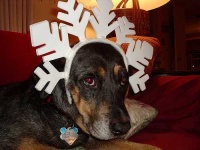 image of rottweiler