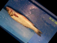 image of fish