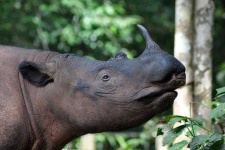 image of rhinoceros