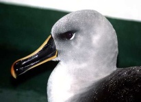 image of albatross