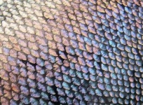 image of texture