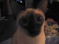 image of siamese_cat #30