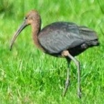 image of bird