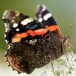 image of animal