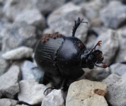 image of dung_beetle