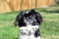 image of japanese_spaniel