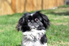 image of japanese_spaniel #28