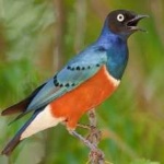 image of bird
