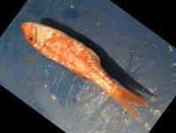 image of fish