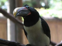 image of toucan