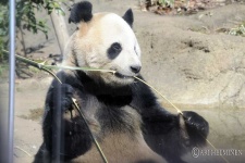 image of animal