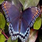 image of animal