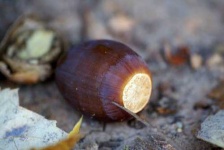 image of acorn
