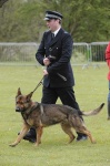 image of german_shepherd
