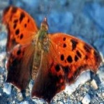 mark_butterfly