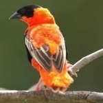 image of bird