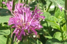 image of flower