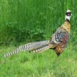 image of bird