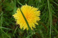 image of flower