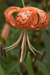 image of flower