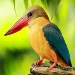 image of bird