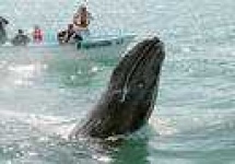 image of grey_whale
