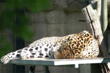 image of jaguar_car