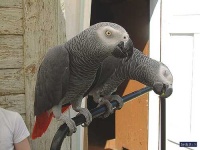 image of african_grey #24