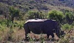 image of rhino