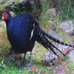 image of bird