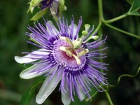 image of flower