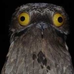 image of bird
